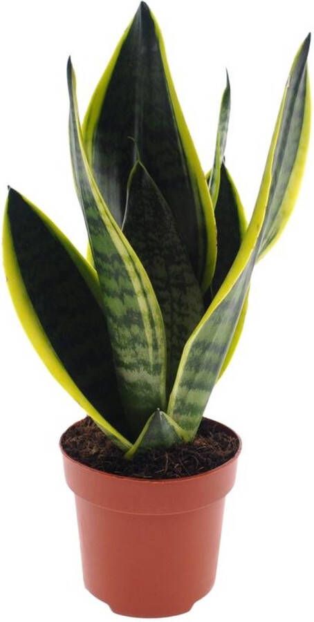 BOTANICLY Groene plant – Vrouwentongen (Sansevieria) met bloempot – Hoogte: 30 cm – van