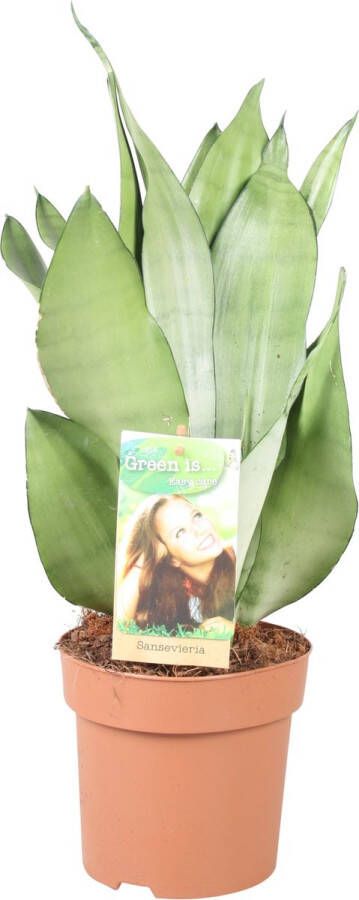 BOTANICLY Groene plant – Vrouwentongen (Sansevieria) met bloempot – Hoogte: 40 cm – van