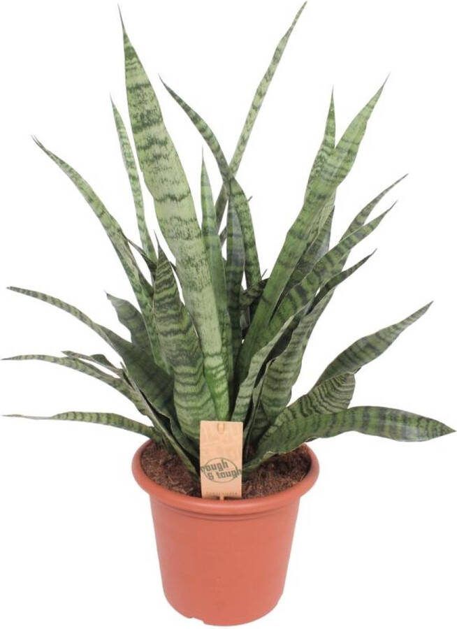 BOTANICLY Groene plant – Vrouwentongen (Sansevieria) met bloempot – Hoogte: 80 cm – van