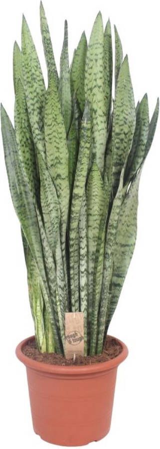 BOTANICLY Groene plant – Vrouwentongen (Sansevieria Zeylanica) – Hoogte: 110 cm – van