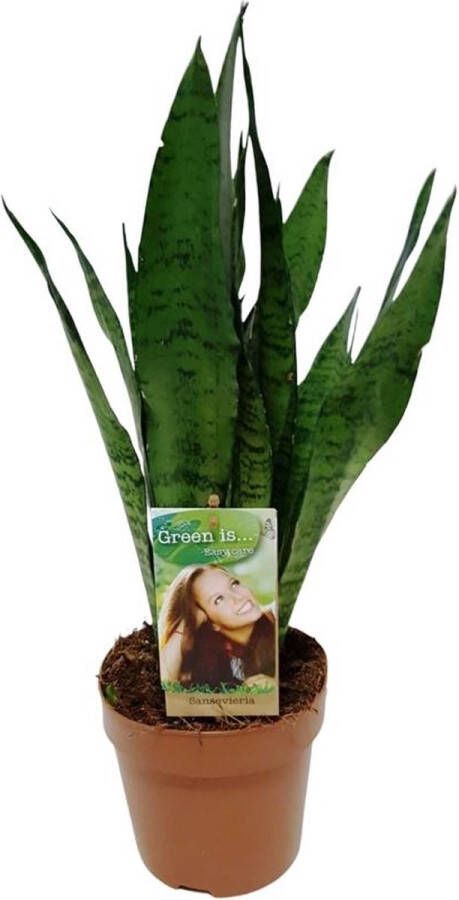 BOTANICLY Groene plant – Vrouwentongen (Sansevieria Zeylanica) – Hoogte: 60 cm – van