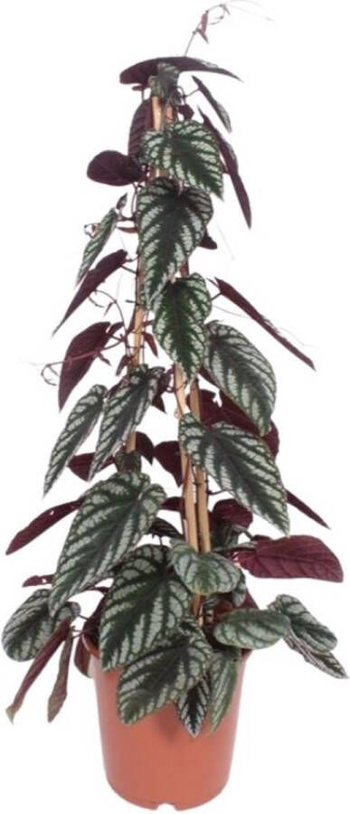 BOTANICLY Groene plant – Wingerd (Cissus) – Hoogte: 100 cm – van