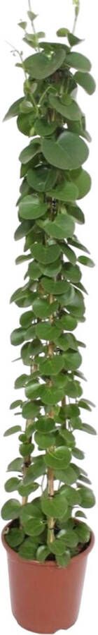 BOTANICLY Groene plant – Wingerd (Cissus rotundifolia) – Hoogte: 160 cm – van