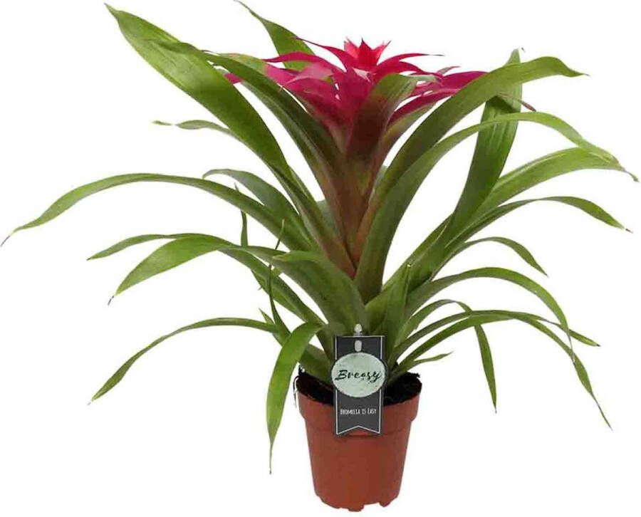 BOTANICLY Guzmania Deseo Pink (Guzmania Deseo Pink) – Hoogte: 40 cm – Kamerplant van