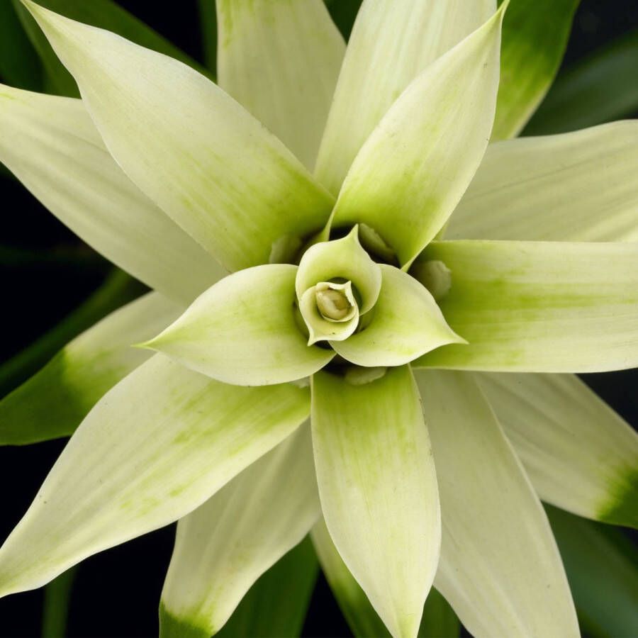 BOTANICLY Guzmania Deseo White (Guzmania Deseo White) – Hoogte: 40 cm – Kamerplant van