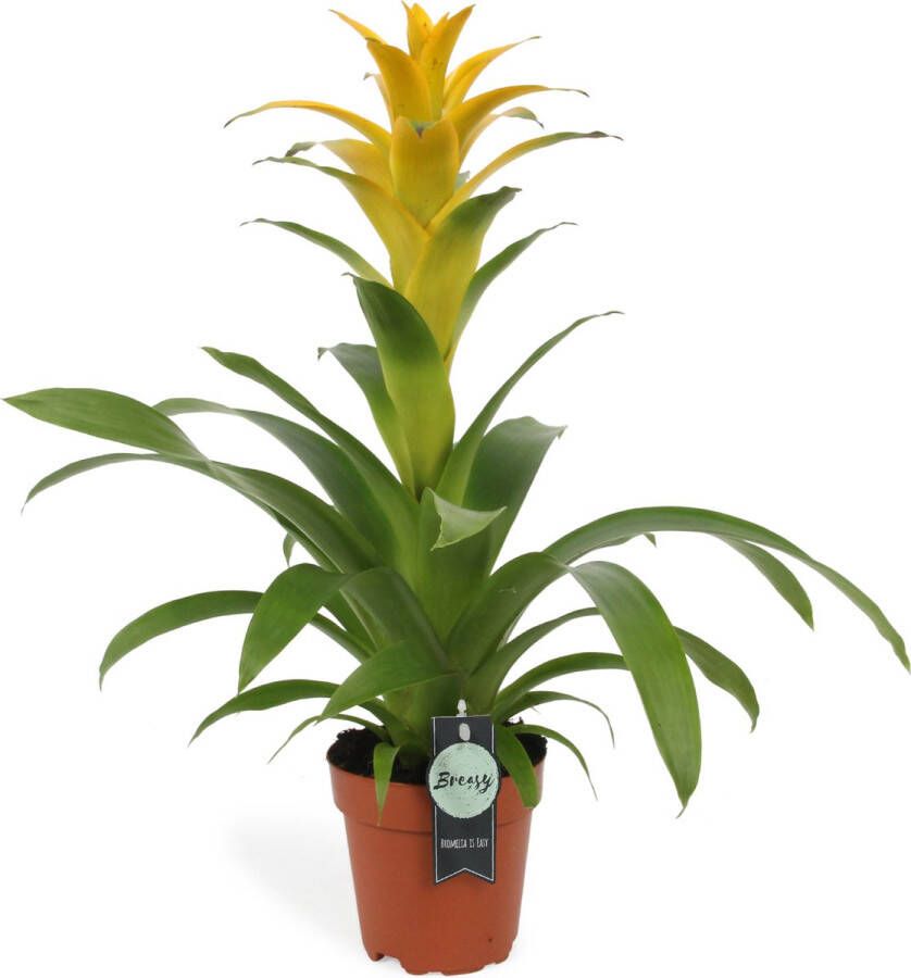 BOTANICLY Guzmania Deseo Yellow (Guzmania Deseo Yellow) – Hoogte: 45 cm – Kamerplant van