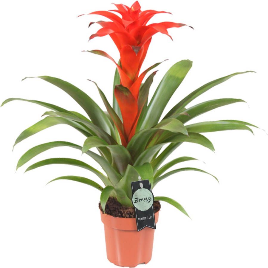 BOTANICLY Guzmania (Guzmania Calypso) – Hoogte: 45 cm – Kamerplant van