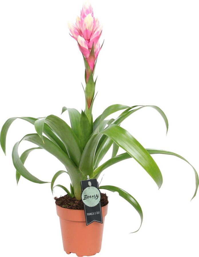 BOTANICLY Guzmania (Guzmania Candy) – Hoogte: 45 cm – Kamerplant van