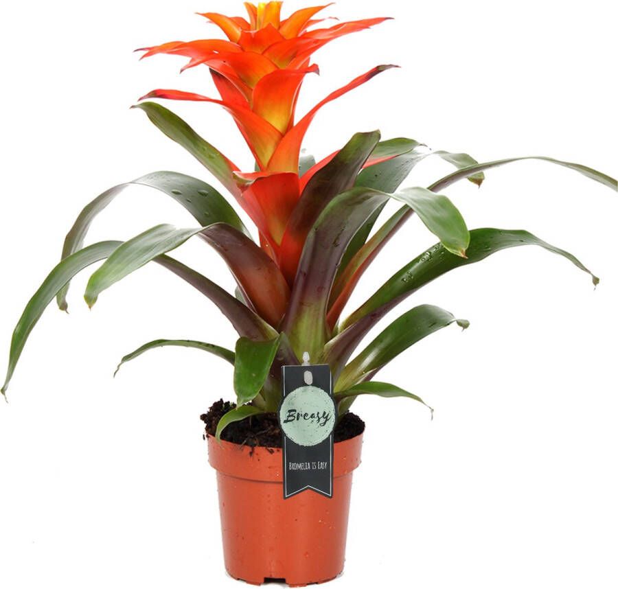 BOTANICLY Guzmania (Guzmania Fiero Orange) – Hoogte: 40 cm – Kamerplant van