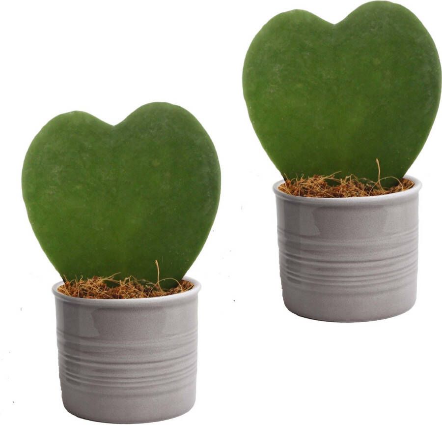 BOTANICLY Hartjesplant (Hoya Kerrii) met bloempot – Hoogte: 15 cm – Kamerplant van