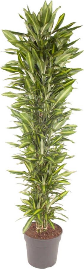 BOTANICLY Kamerpalm – Drakenboom (Dracaena Cintho) – Hoogte: 210 cm – van