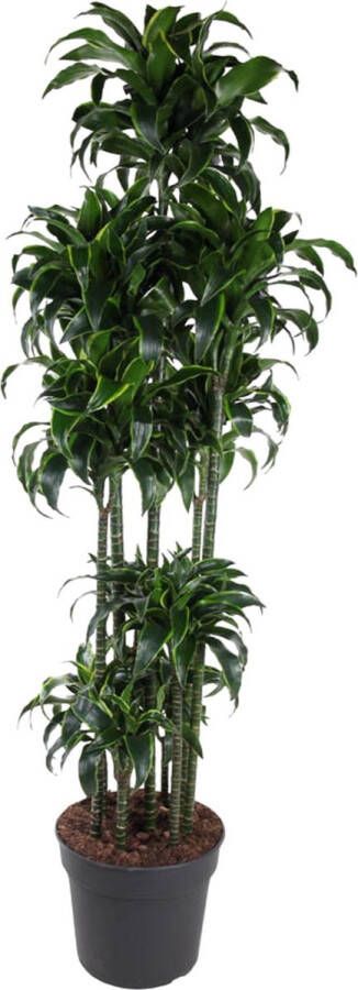 BOTANICLY Kamerpalm – Drakenboom (Dracaena Dorado Carrousel) – Hoogte: 200 cm – van
