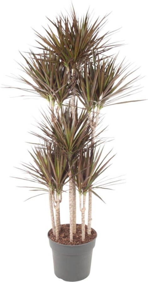 BOTANICLY Kamerpalm – Drakenboom (Dracaena Magenta Carrousel) – Hoogte: 180 cm – van