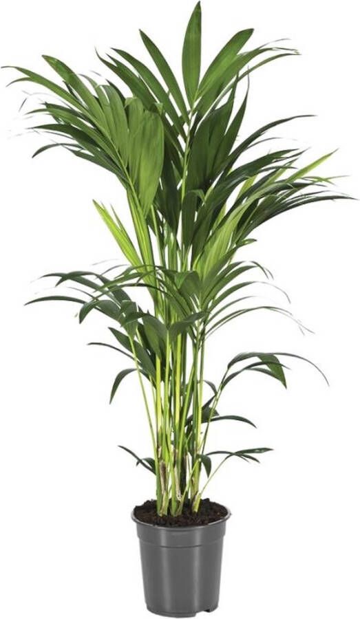 BOTANICLY Kamerpalm – Kentiapalm (Howea Forsteriana) – Hoogte: 110 cm – van