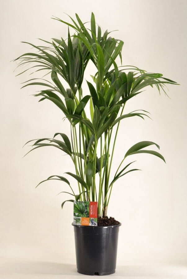 BOTANICLY Kamerpalm – Kentiapalm (Howea Forsteriana) – Hoogte: 120 cm – van
