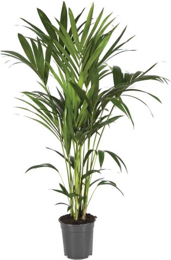 BOTANICLY Kamerpalm – Kentiapalm (Howea Forsteriana) – Hoogte: 120 cm – van