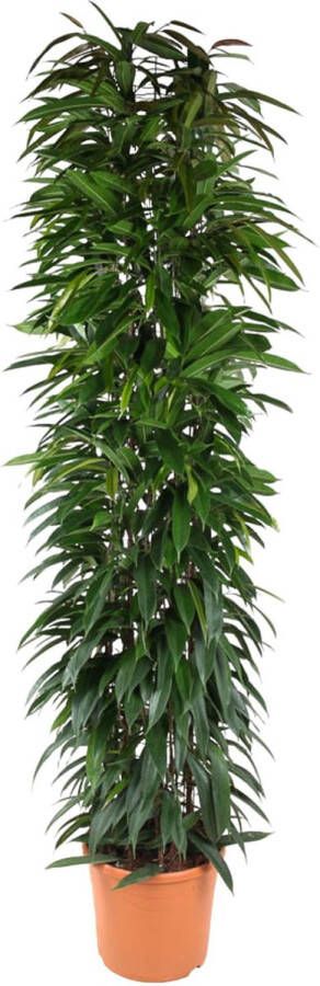 BOTANICLY Kamerpalm – Langbladige vijgenboom (Ficus Alii King zuil) – Hoogte: 200 cm – van