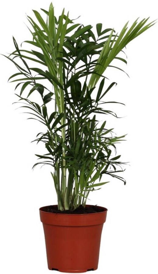 BOTANICLY Kamerpalm – Mexicaanse Bergpalm (Chamaedorea elegans) – Hoogte: 40 cm – van