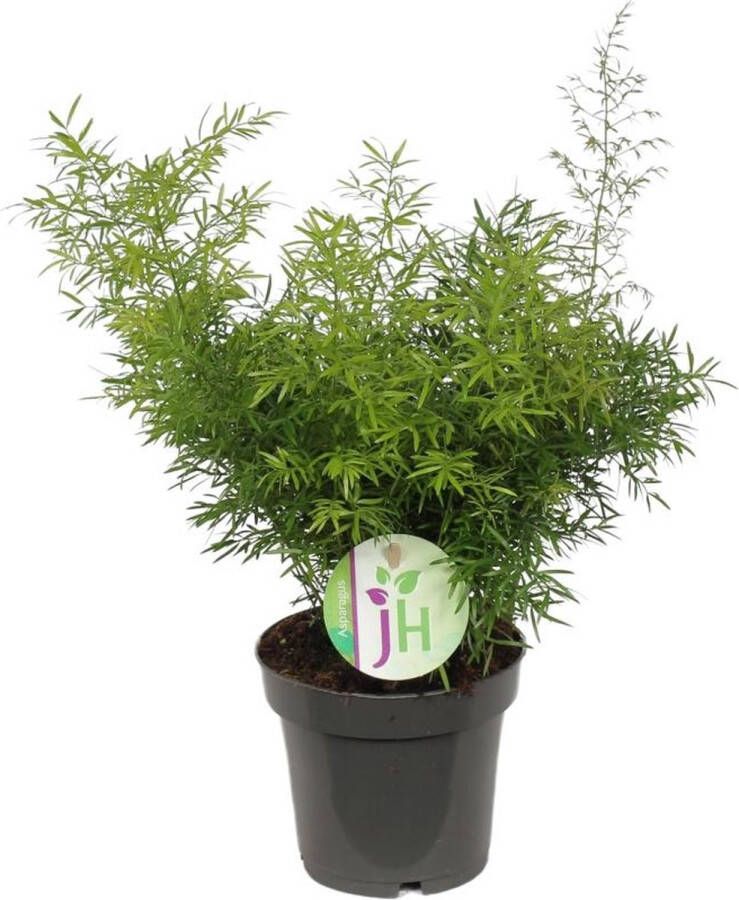 BOTANICLY Kamerpalm – Sierasperge (Asparagus Cwebe) – Hoogte: 30 cm – van