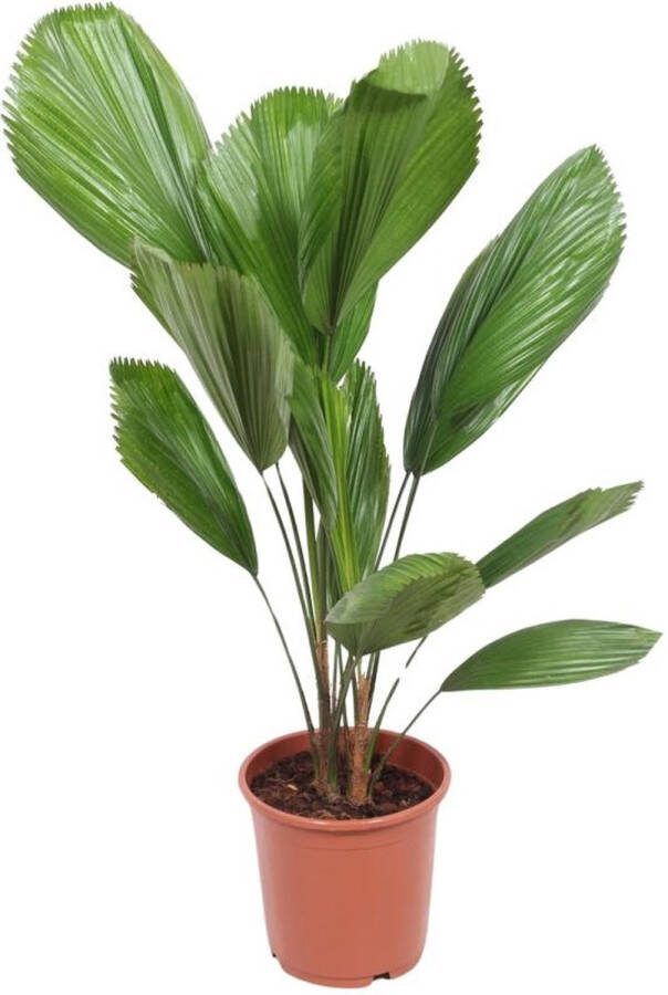 BOTANICLY Kamerpalm – Waaierpalm (Licuala grandis) – Hoogte: 110 cm – van