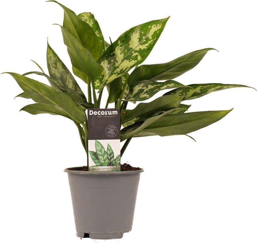 BOTANICLY Kamerplant van – Aglaonema commutatum Maria Christina – Hoogte: 25 cm
