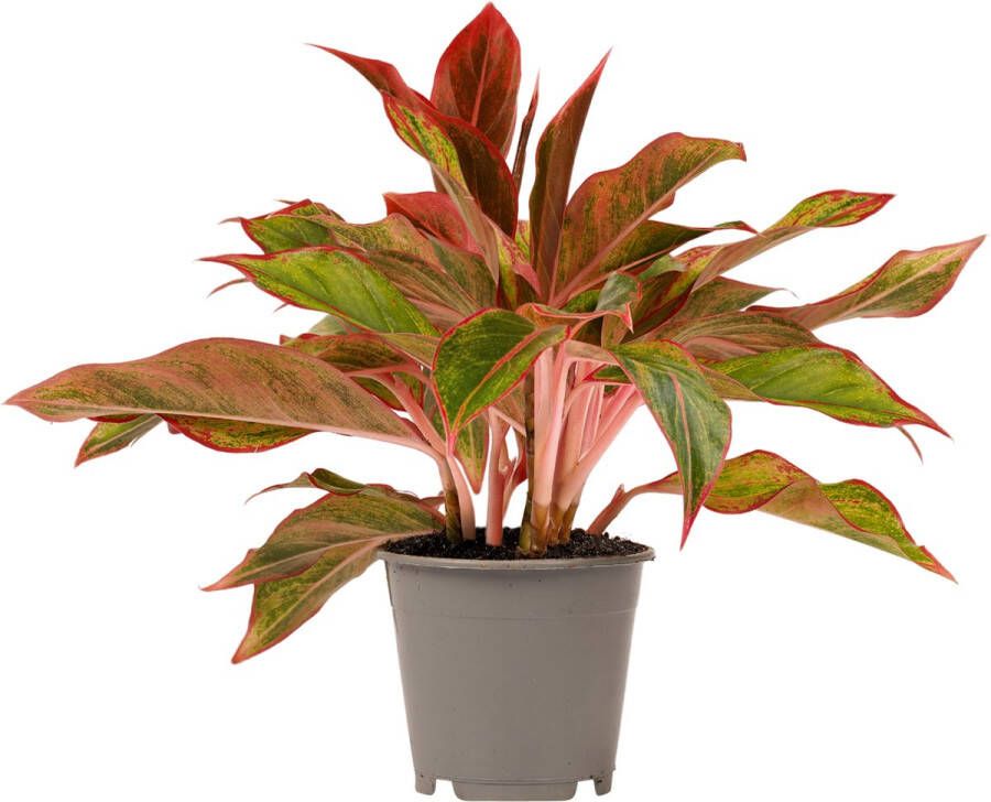 BOTANICLY Kamerplant van – Aglaonema Crete – Hoogte: 50 cm