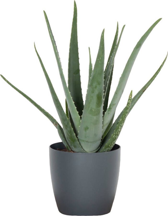 BOTANICLY Kamerplant van – Aloë Vera – Hoogte: 55 cm