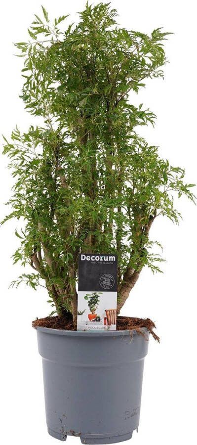 BOTANICLY Kamerplant van – Aralia – Hoogte: 50 cm – Polyscias Balfouriana