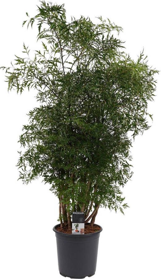 BOTANICLY Kamerplant van – Aralia – Hoogte: 95 cm – Polyscias Balfouriana