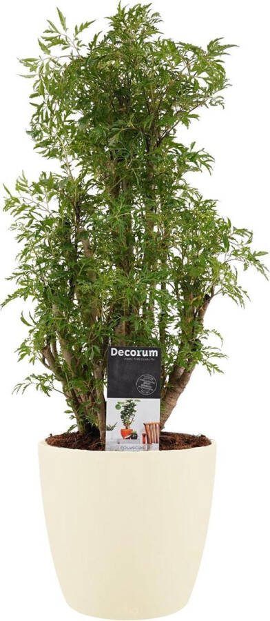 BOTANICLY Kamerplant van – Aralia incl. crème kleurig sierpot als set – Hoogte: 50 cm – Polyscias Balfouriana