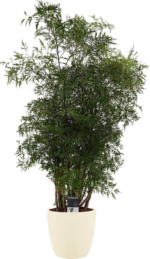 BOTANICLY Kamerplant van – Aralia incl. crème kleurig sierpot als set – Hoogte: 95 cm – Polyscias Balfouriana