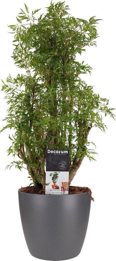 BOTANICLY Kamerplant van – Aralia incl. sierpot antraciet als set – Hoogte: 50 cm – Polyscias Balfouriana