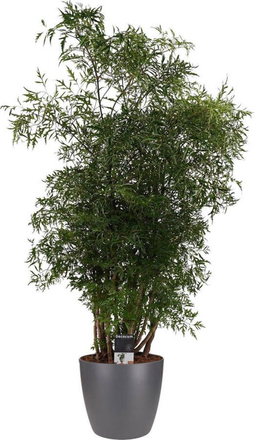 BOTANICLY Kamerplant van – Aralia incl. sierpot antraciet als set – Hoogte: 95 cm – Polyscias Balfouriana