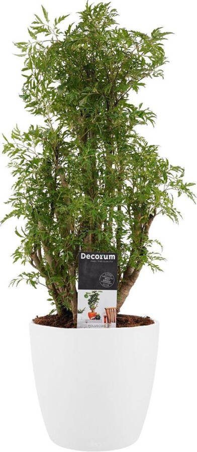 BOTANICLY Kamerplant van – Aralia incl. sierpot wit als set – Hoogte: 50 cm – Polyscias Balfouriana