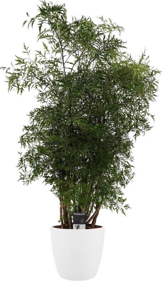 BOTANICLY Kamerplant van – Aralia incl. sierpot wit als set – Hoogte: 95 cm – Polyscias Balfouriana