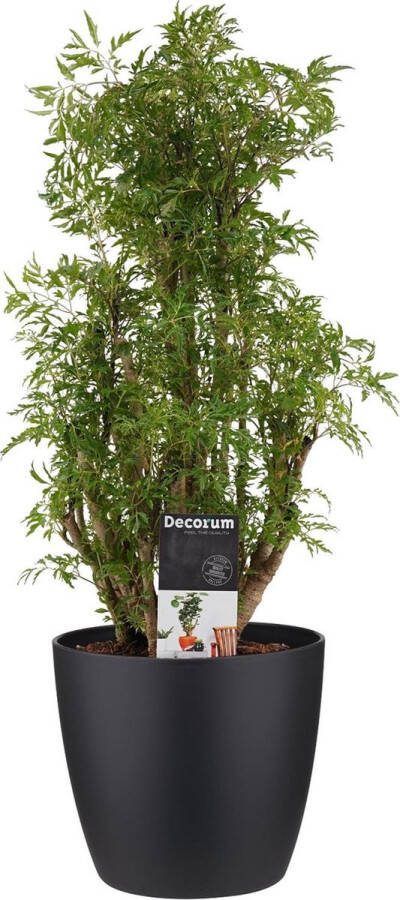 BOTANICLY Kamerplant van – Aralia incl. sierpot zwart als set – Hoogte: 50 cm – Polyscias Balfouriana