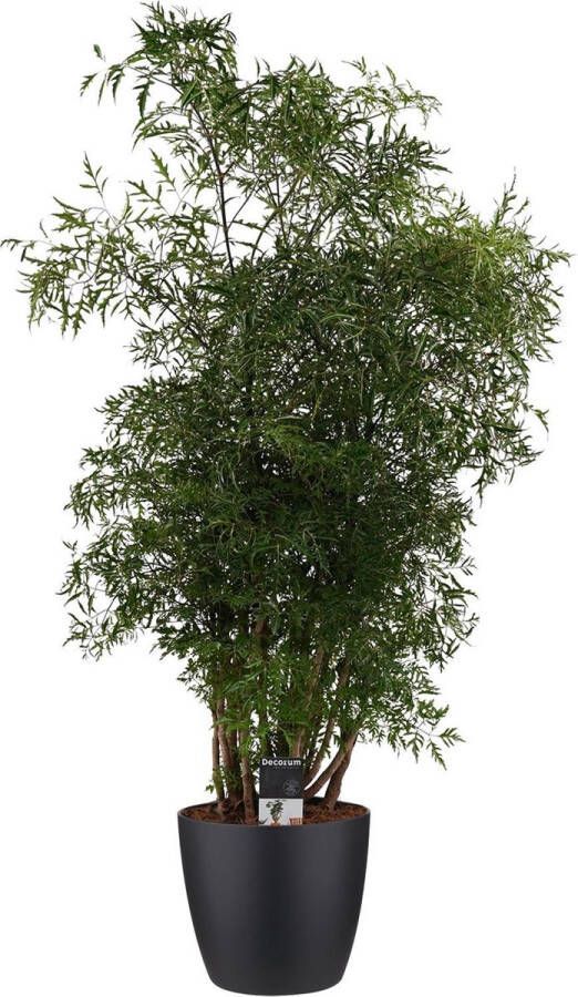 BOTANICLY Kamerplant van – Aralia incl. sierpot zwart als set – Hoogte: 95 cm – Polyscias Balfouriana