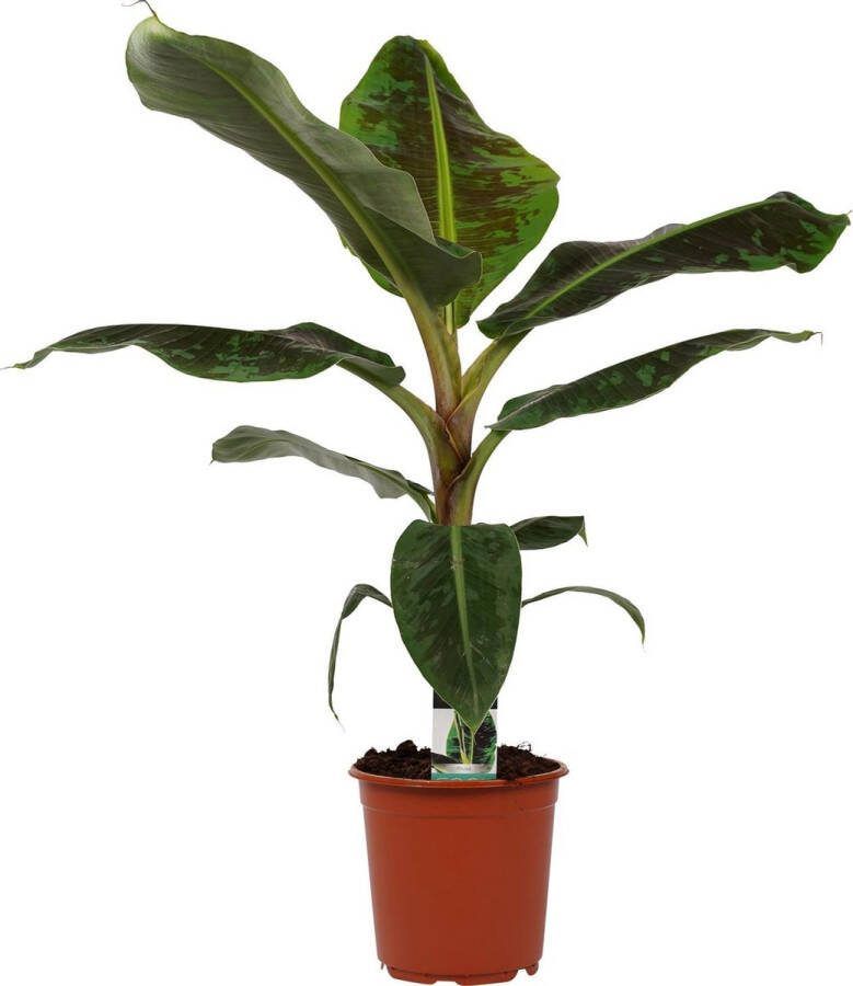 BOTANICLY Kamerplant van – Bananen plant – Hoogte: 80 cm – Musa