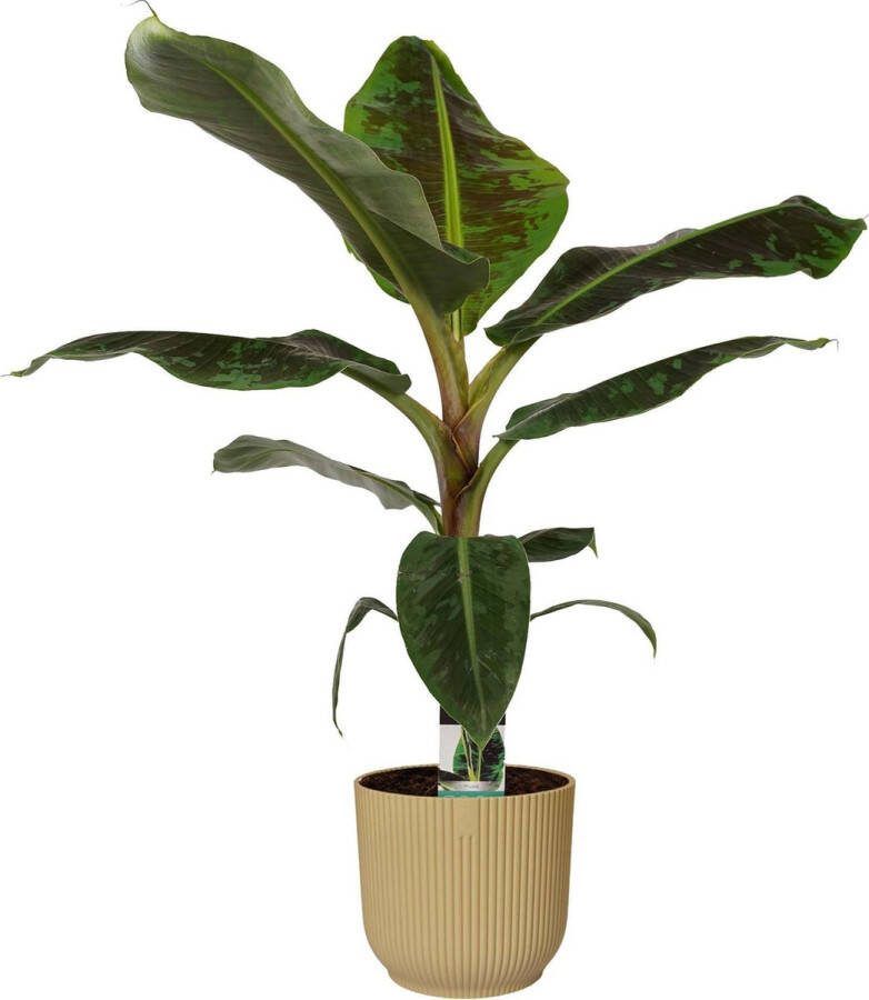 BOTANICLY Kamerplant van – Bananen plant in beige ELHO plastic pot als set – Hoogte: 80 cm – Musa