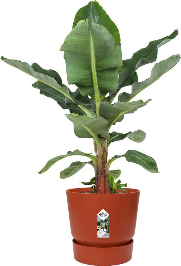 BOTANICLY Kamerplant van – Bananen plant in roodbruin ELHO plastic pot als set – Hoogte: 80 cm – Musa