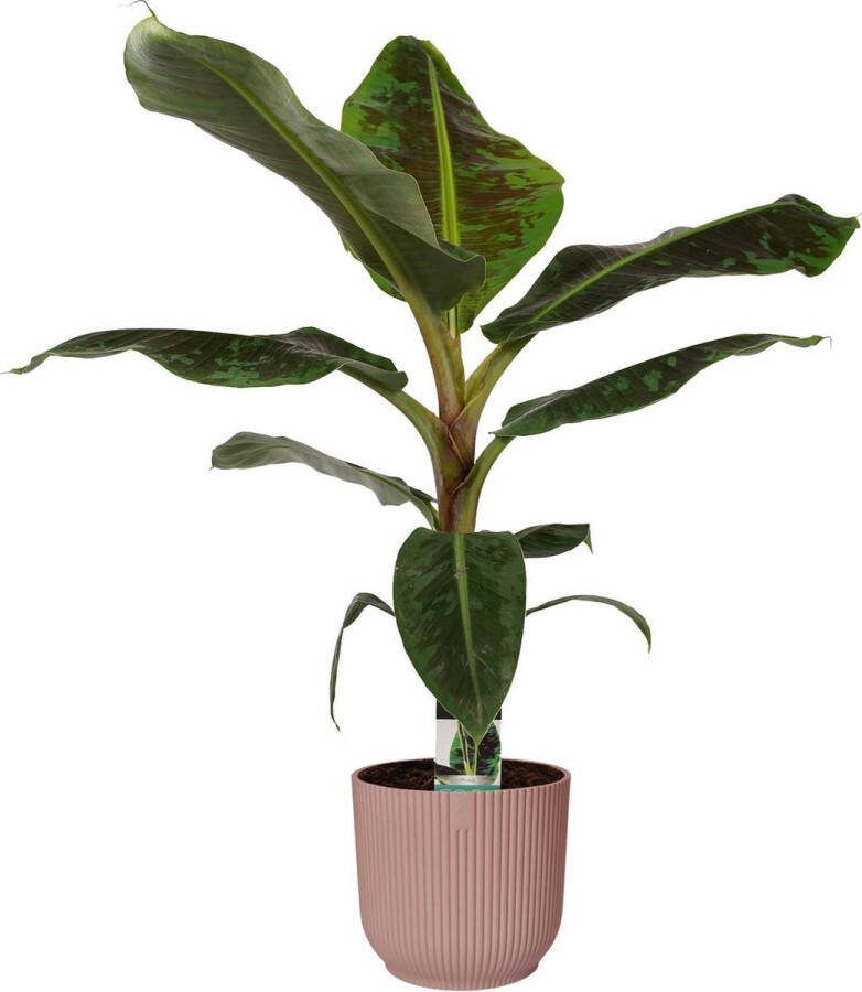 BOTANICLY Kamerplant van – Bananen plant in roze ELHO plastic pot als set – Hoogte: 80 cm – Musa