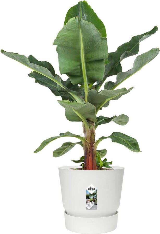 BOTANICLY Kamerplant van – Bananen plant in witte ELHO plastic pot als set – Hoogte: 80 cm – Musa