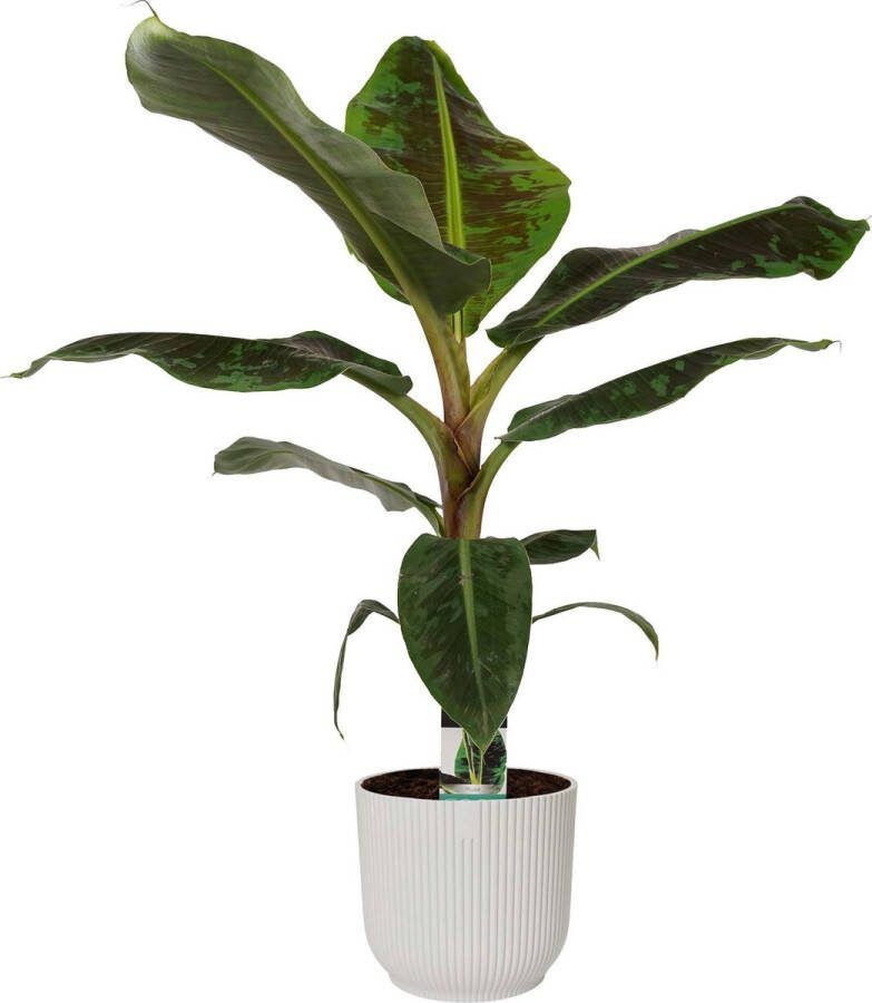 BOTANICLY Kamerplant van – Bananen plant in witte ELHO plastic pot als set – Hoogte: 80 cm – Musa