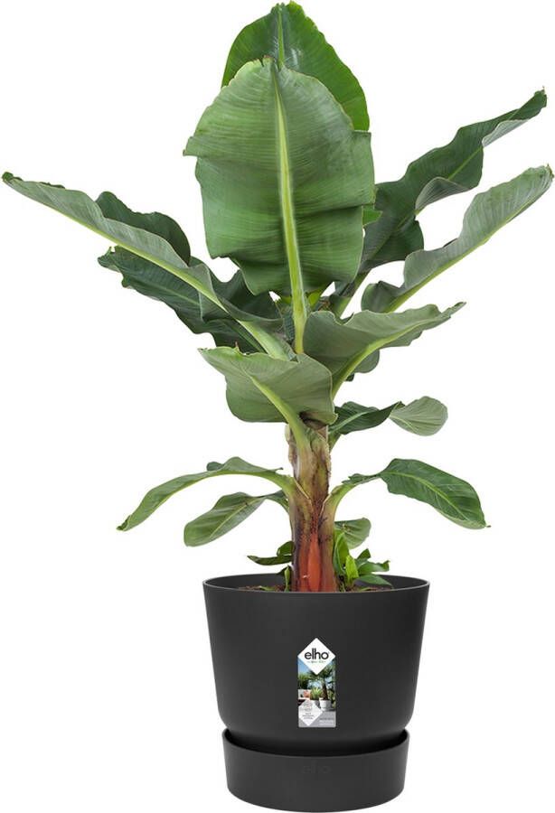 BOTANICLY Kamerplant van – Bananen plant in zwart ELHO plastic pot als set – Hoogte: 80 cm – Musa