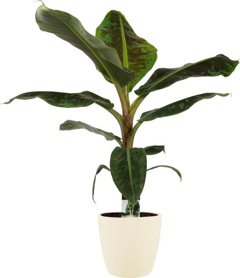 BOTANICLY Kamerplant van – Bananen plant incl. crème kleurig sierpot als set – Hoogte: 80 cm – Musa