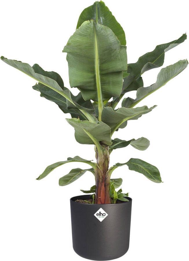 BOTANICLY Kamerplant van – Bananen plant incl. sierpot antraciet cilindrisch als set – Hoogte: 75 cm – Musa