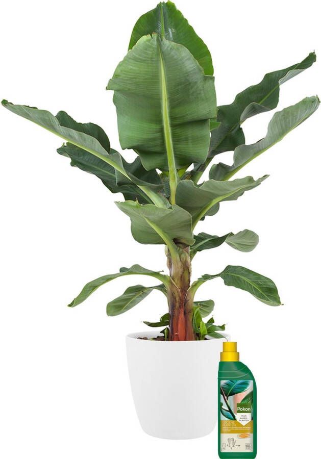 BOTANICLY Kamerplant van – Bananen plant incl. sierpot wit + 500 ml kunstmest als set – Hoogte: 80 cm – Musa