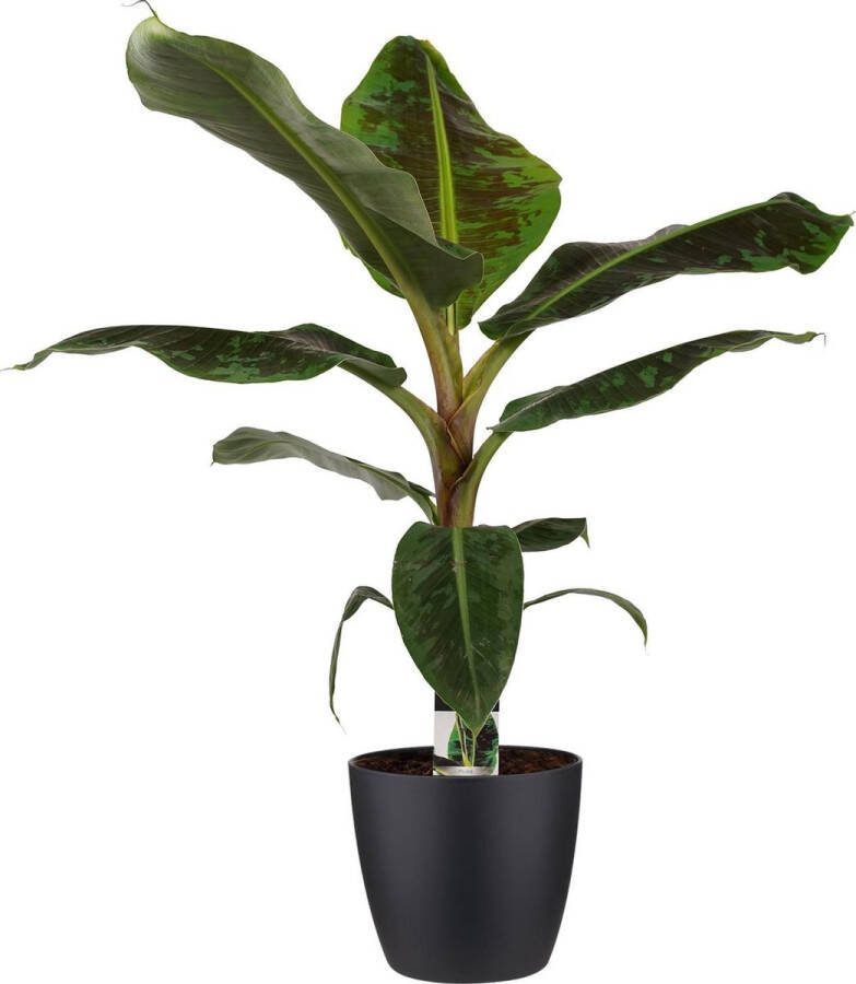 BOTANICLY Kamerplant van – Bananen plant incl. sierpot zwart als set – Hoogte: 80 cm – Musa