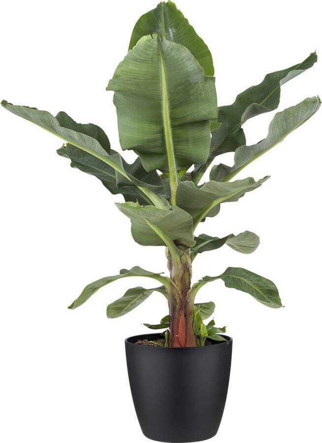 BOTANICLY Kamerplant van – Bananen plant incl. sierpot zwart als set – Hoogte: 80 cm – Musa