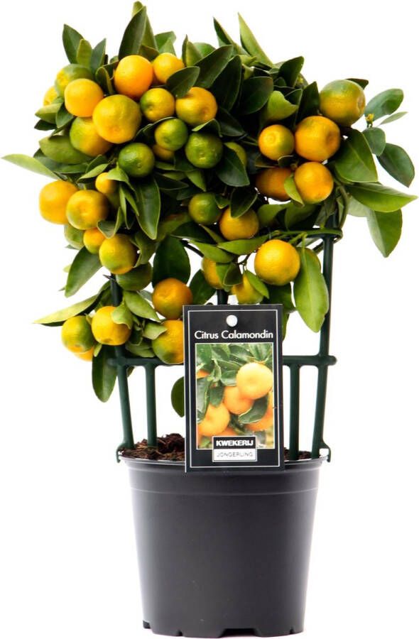 BOTANICLY Kamerplant van – Citrus Calamondin – Hoogte: 30 cm